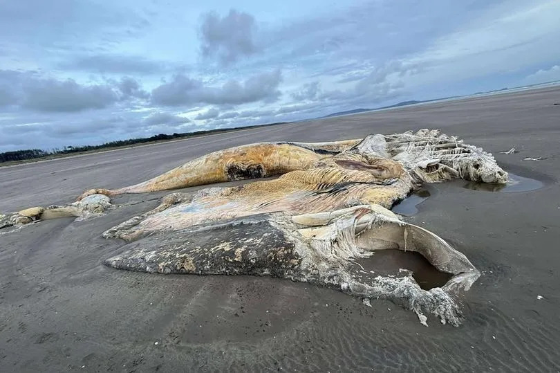 mystery creature washed up on Welsh beach