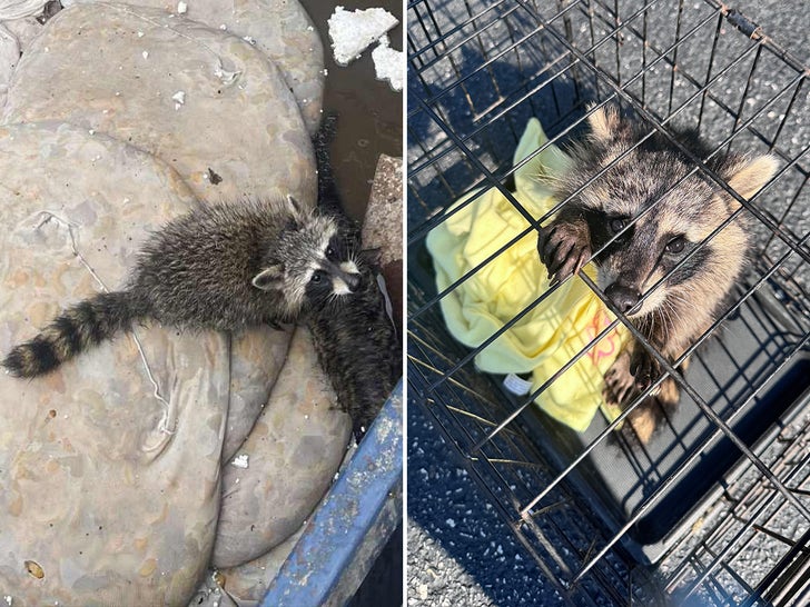 Drunk Raccoon Rescued After Eating Fermented Peaches