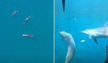 After Years in Captivity, Three Circus Dolphins Were Set Free and What Happened Later Was Beautiful