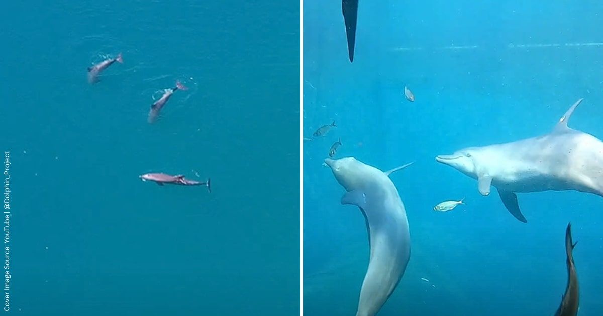 After Years in Captivity, Three Circus Dolphins Were Set Free and What Happened Later Was Beautiful