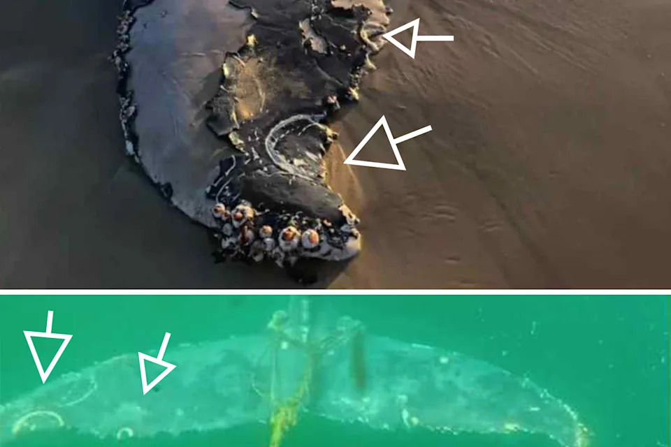 Bottom: A video still showing the entangled whale's take underwater. Top: The dead whale's tail in closeup.