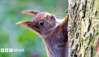 Red squirrel stopping to stare while climbing a vertical tree trunk