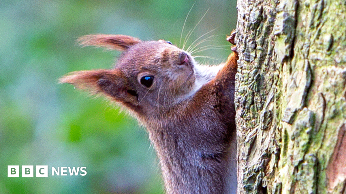Red squirrel stopping to stare while climbing a vertical tree trunk