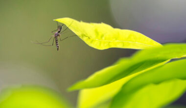 Chikungunya and dengue cases rise