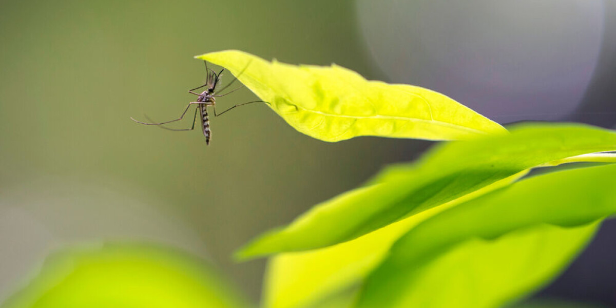 Chikungunya and dengue cases rise