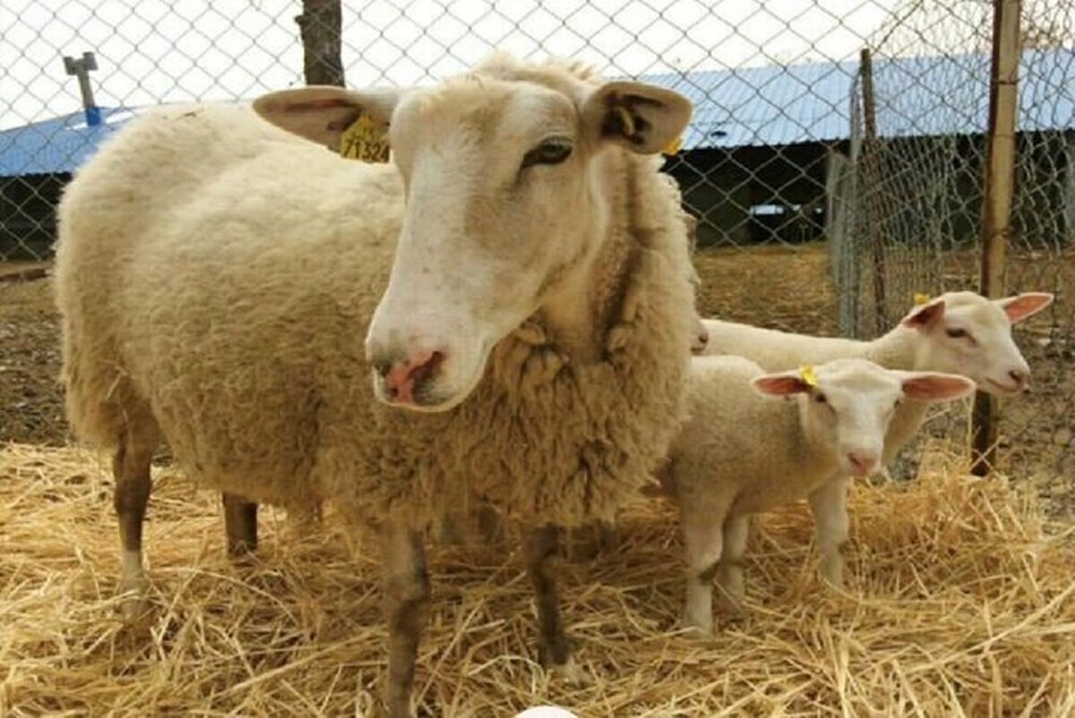 Iranian Knowledge-Based Firm Conducts Genetic Modification on Light Livestock