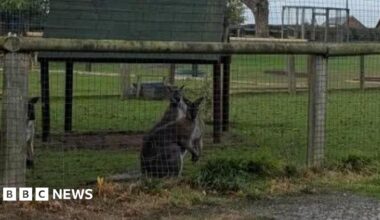 Two wallabies inside an enclosure