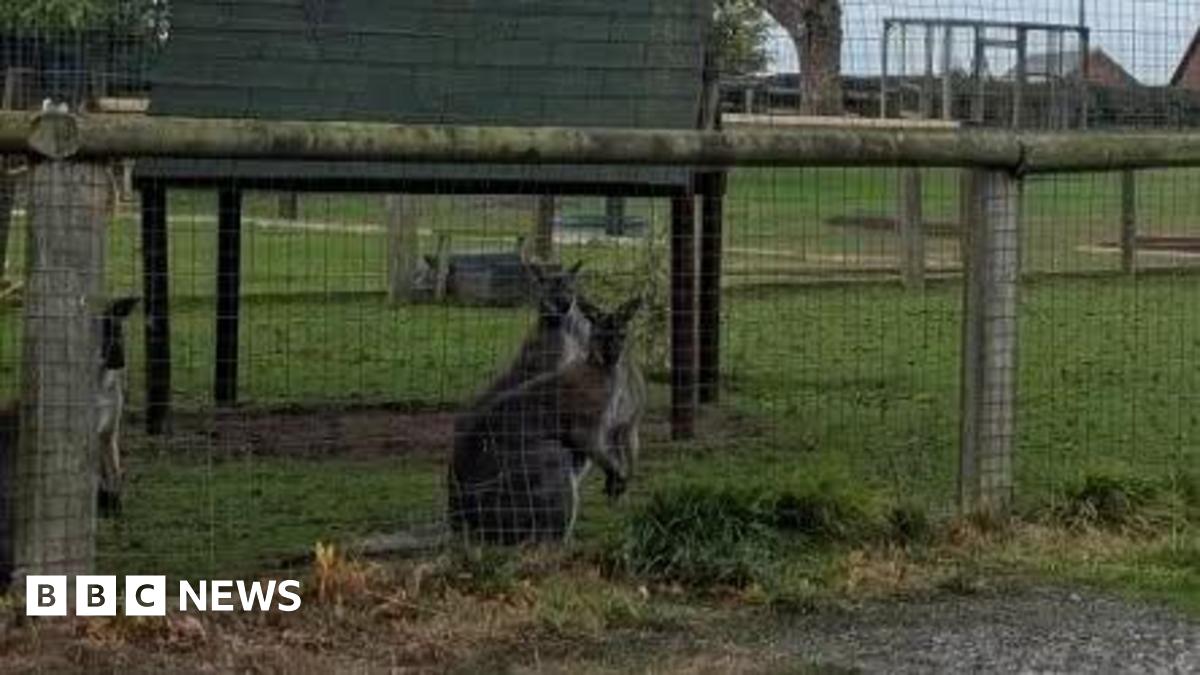 Two wallabies inside an enclosure