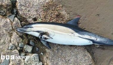 The dead dolphin with silver stomach and black back and tail. It is lying on its right-hand side half on rocks with its tail in a mudbank