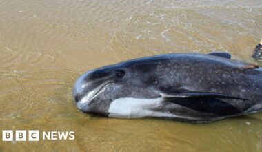 Group try to save beached whale - BBC