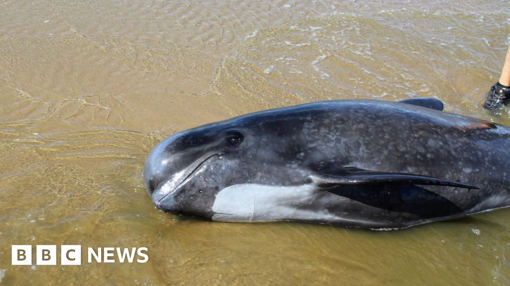 Group try to save beached whale - BBC