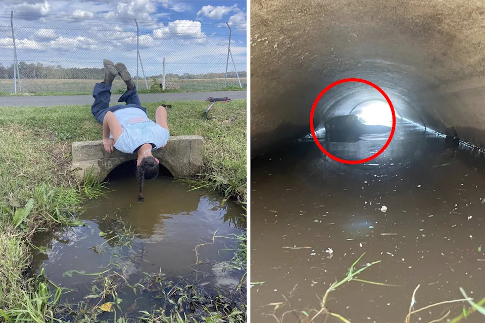 Left: Belinda looking inside the drain. Right: The wombat inside the drain.