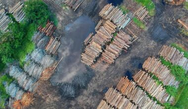 EU’s new deforestation rules are set to reshape global supply chains