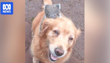 Baby koala rides golden retriever like a racehorse in south-west Victoria