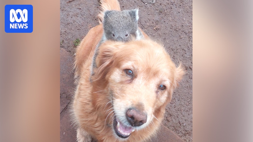 Baby koala rides golden retriever like a racehorse in south-west Victoria
