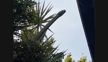 Massive snake peers into home in eerie scene captured in Australia