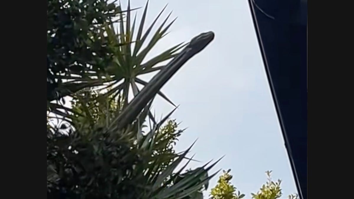 Massive snake peers into home in eerie scene captured in Australia