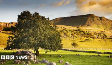 The Yorkshire Dales mountain of Ingleborough with limestone and a tree in the foreground