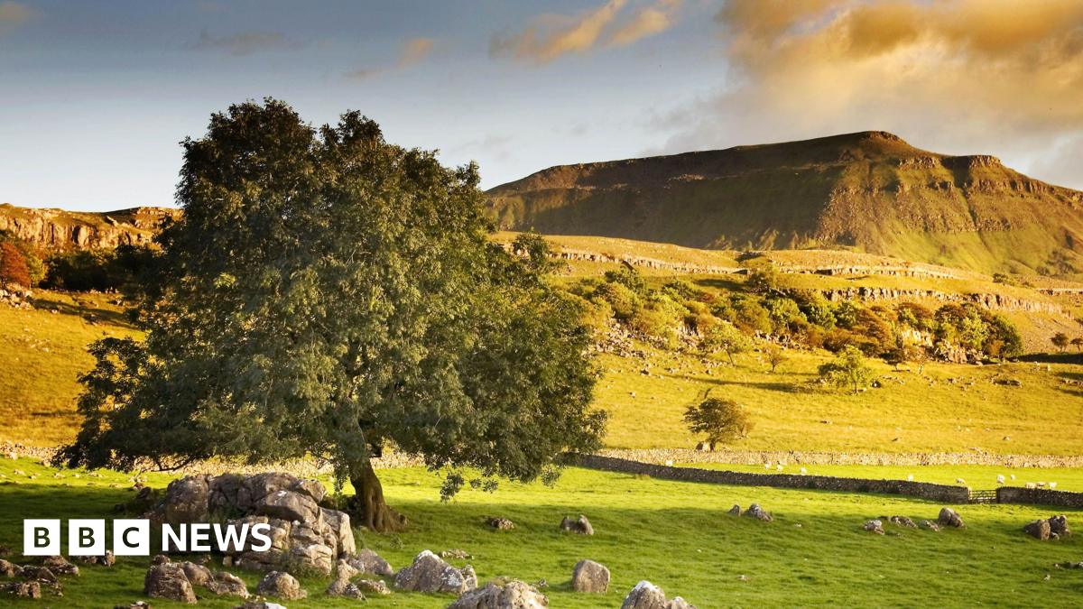 The Yorkshire Dales mountain of Ingleborough with limestone and a tree in the foreground