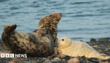An adult brown and black speckled seal lying on its side, looking upwards on a pebble beach in front of the water. A fluffy, cream-coloured baby seal is lying on the right looking up at the older seal.
