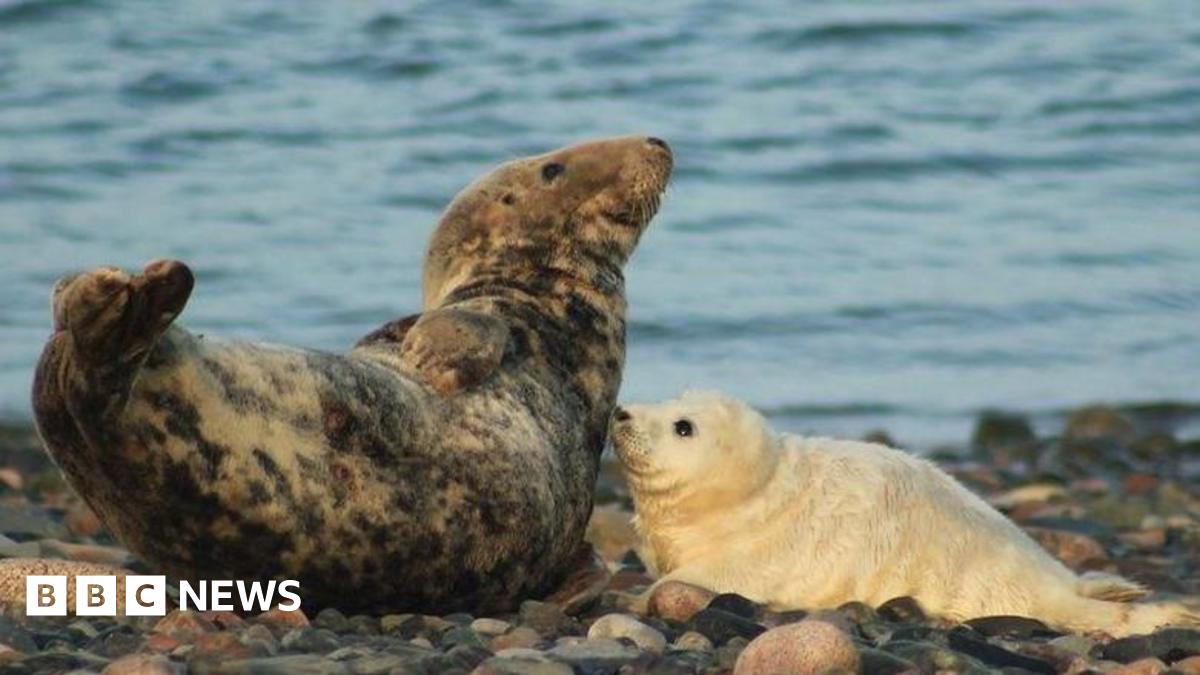 An adult brown and black speckled seal lying on its side, looking upwards on a pebble beach in front of the water. A fluffy, cream-coloured baby seal is lying on the right looking up at the older seal.