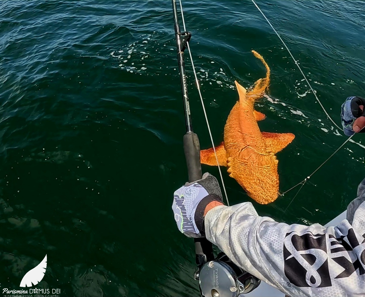 A photograph of the bright orange nurse shark being reeled in by a boat. 