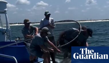 Legal capture of endangered manta ray sparks bipartisan outrage in Florida | Florida
