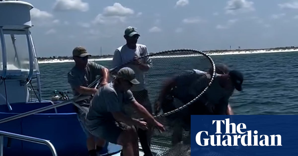 Legal capture of endangered manta ray sparks bipartisan outrage in Florida | Florida