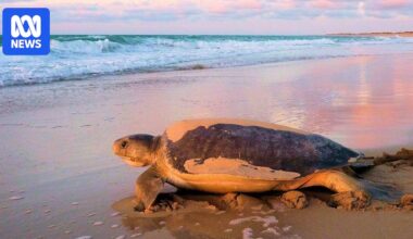 World-first turtle tracking reveals secrets of flatback turtles in WA's Roebuck Bay