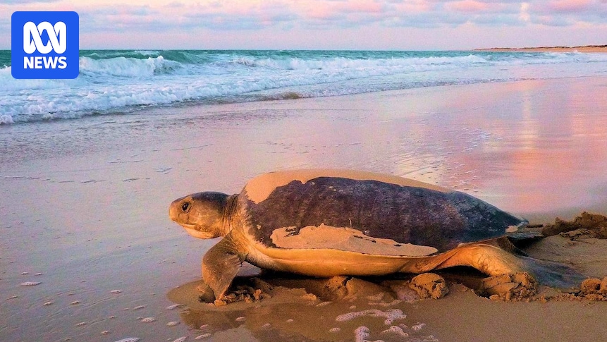 World-first turtle tracking reveals secrets of flatback turtles in WA's Roebuck Bay