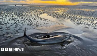 The sun is setting on a grey beach and in the foreground the body of a dolphin with its tail in the air and just beyond it you can see the body of a calf dolphin