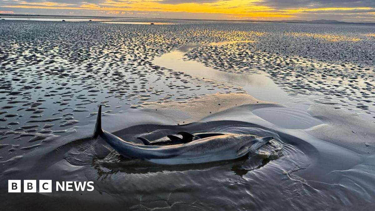 The sun is setting on a grey beach and in the foreground the body of a dolphin with its tail in the air and just beyond it you can see the body of a calf dolphin