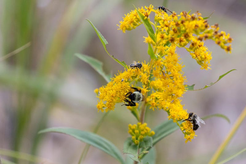 Bloomington seeks Bee City USA certification
