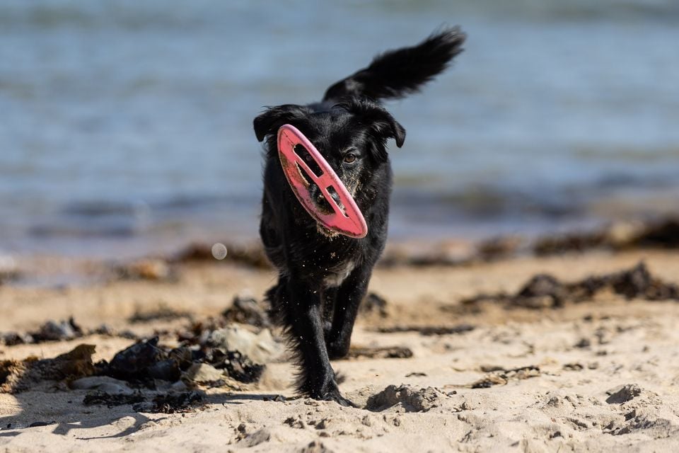Izzy the dog enjoys the sunny weather at Helen’s Bay on the 25th August 2025 (Luke Jervis/Belfast Telegraph)