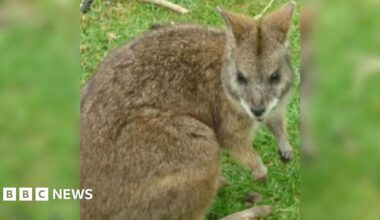 A male parma wallaby is show sitting on grass. Its head is turned to the right, looking at something behind the camera.