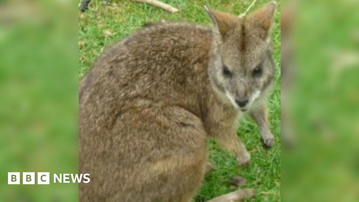A male parma wallaby is show sitting on grass. Its head is turned to the right, looking at something behind the camera.