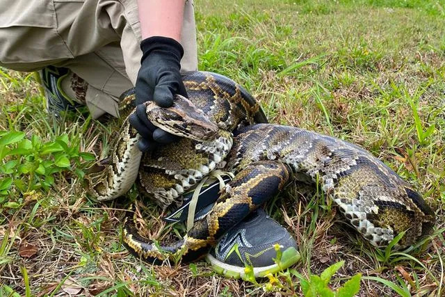 Miami Herald/Tribune News Service via Getty Burmese pythons are believed to have arrived in South Florida as pets in the 1980s.