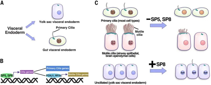 SP5 and SP8 are necessary and sufficient to drive primary cilia formation. (CREDIT: Science)