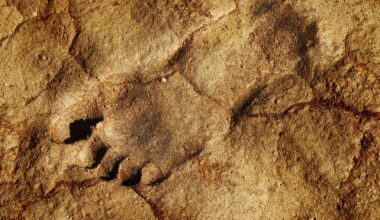 Ancient Footprints In Germany Capture A Prehistoric Family Moment 300,000 Years Ago