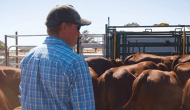Rethinking the distinction between seedstock & commercial breeding