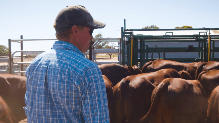 Rethinking the distinction between seedstock & commercial breeding