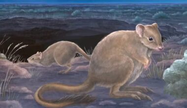 Scientists discover new species while examining fossils - The Independent