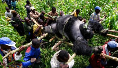 An extraordinary look inside the home of some of the world’s last mountain gorillas