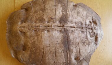 Carapace of Syriemys Lelunensis