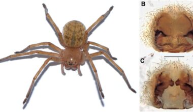 New huntsman spider discovered in Iberian Peninsula