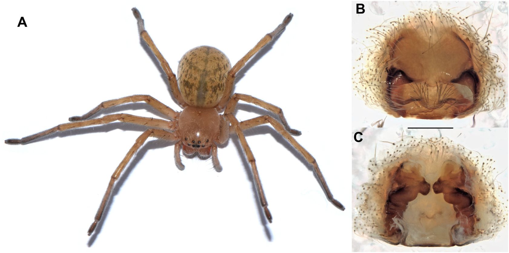 New huntsman spider discovered in Iberian Peninsula