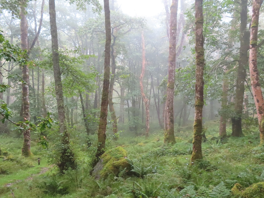Wales on course to miss nature target 'by a country mile'