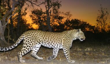 Leopards and wild dogs are thriving in Zambia’s Kafue National Park