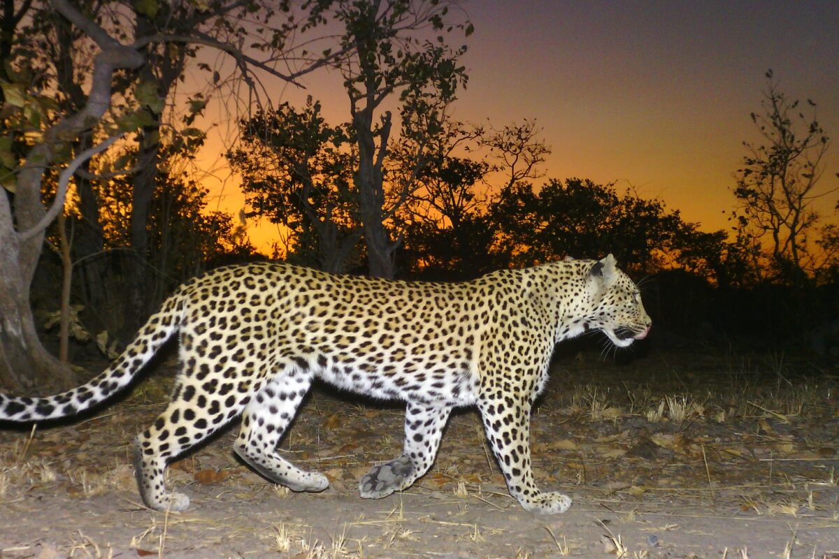 Leopards and wild dogs are thriving in Zambia’s Kafue National Park