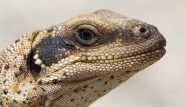 These Desert Lizards Have to Sneeze Salt to Stay Alive : ScienceAlert